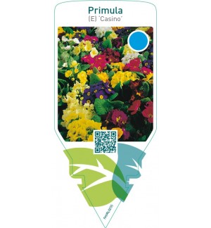 Primula (E) ‘Casino’  mix