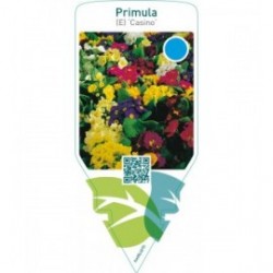 Primula (E) ‘Casino’  mix