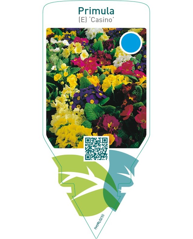 Primula (E) ‘Casino’  mix