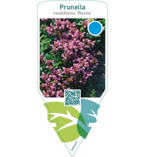 Prunella webbiana ‘Rosea’