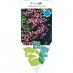 Prunella webbiana ‘Rosea’