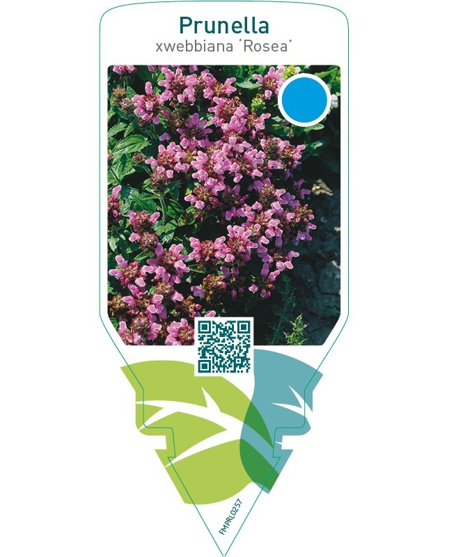 Prunella webbiana ‘Rosea’