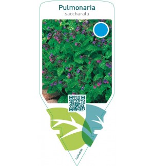Pulmonaria saccharata