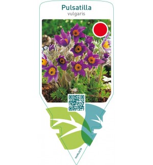 Pulsatilla vulgaris  blue