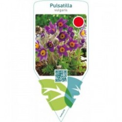Pulsatilla vulgaris  blue
