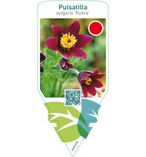 Pulsatilla vulgaris ‘Rubra’
