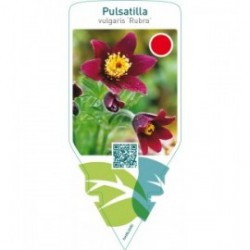 Pulsatilla vulgaris ‘Rubra’