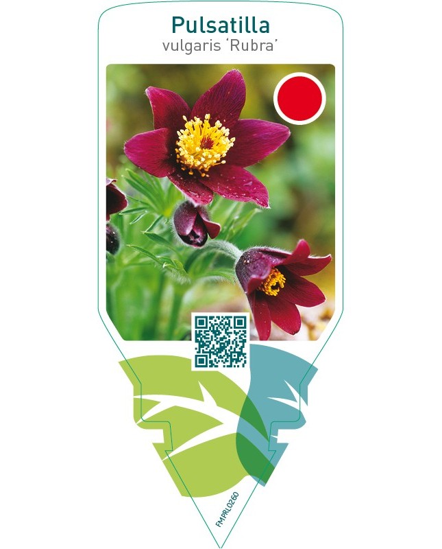 Pulsatilla vulgaris ‘Rubra’