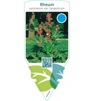 Rheum palmatum var. ‘Tanguticum’