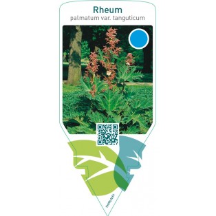 Rheum palmatum var. ‘Tanguticum’