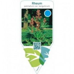 Rheum palmatum var. ‘Tanguticum’