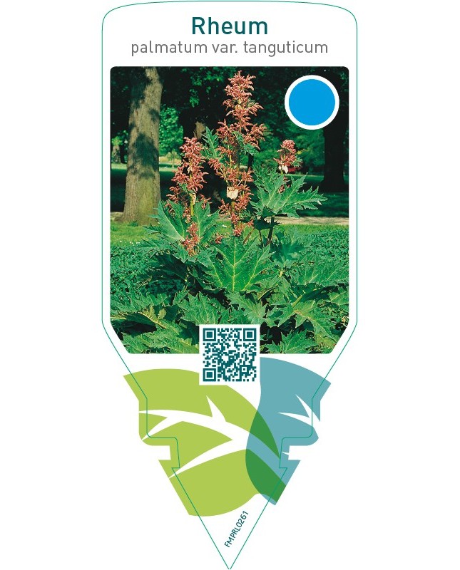 Rheum palmatum var. ‘Tanguticum’