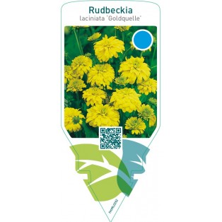 Rudbeckia laciniata ‘Goldquelle’