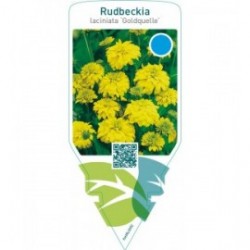 Rudbeckia laciniata ‘Goldquelle’
