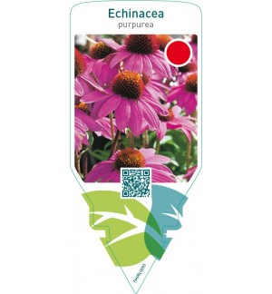 Echinacea purpurea