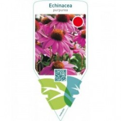 Echinacea purpurea