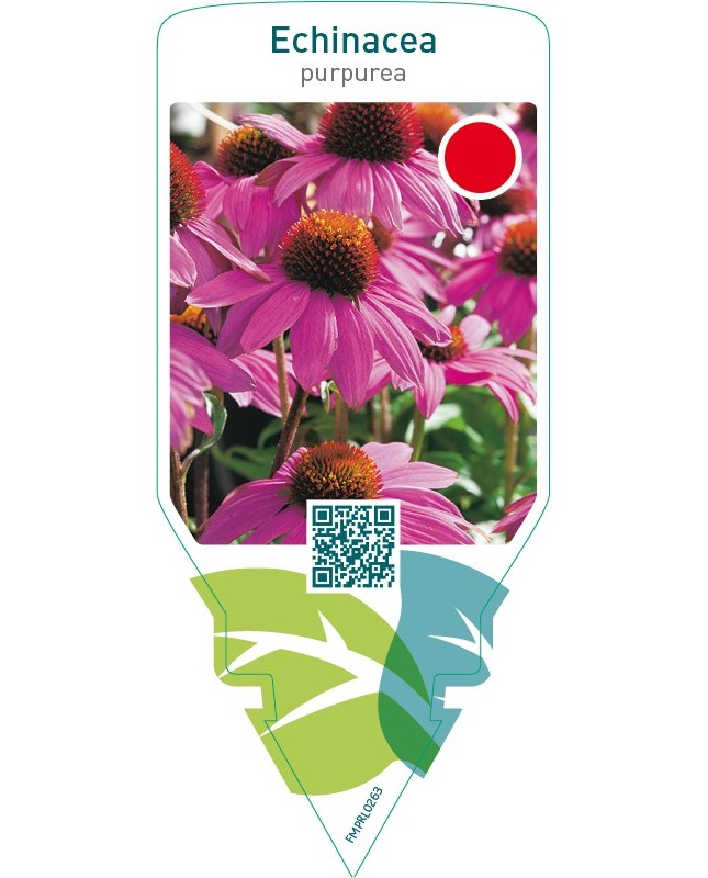 Echinacea purpurea