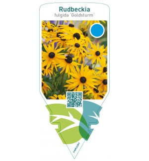 Rudbeckia fulgida ‘Goldsturm’