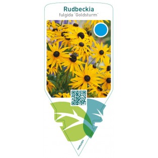 Rudbeckia fulgida ‘Goldsturm’