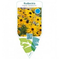 Rudbeckia fulgida ‘Goldsturm’