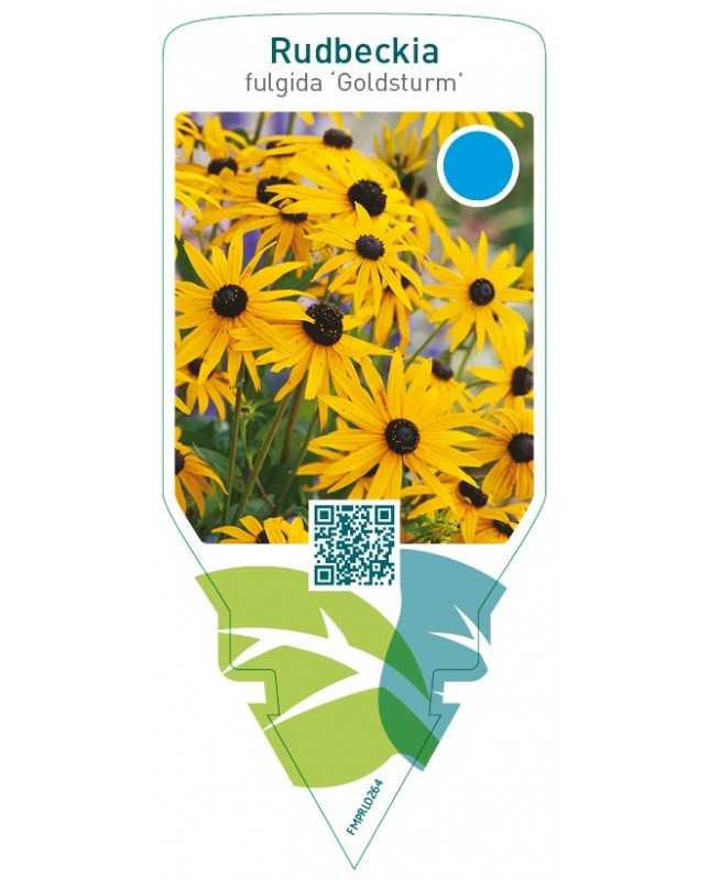 Rudbeckia fulgida ‘Goldsturm’