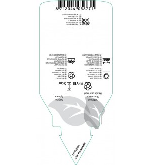 Etichette di Sagina subulata *