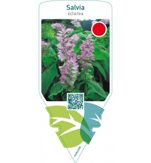 Salvia sclarea