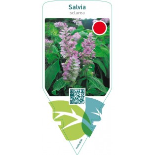 Salvia sclarea