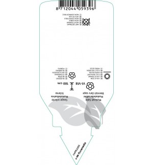 Etichette di Salvia sclarea *