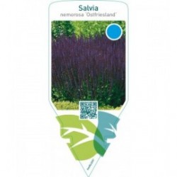 Salvia nemorosa ‘Ostfriesland’