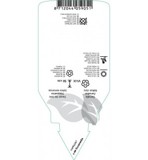 Etichette di Salvia nemorosa ‘Ostfriesland’ *