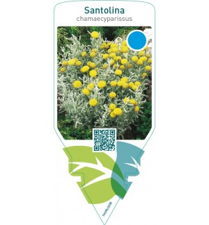 Santolina chamaecyparissus