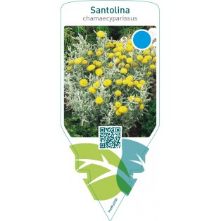 Santolina chamaecyparissus