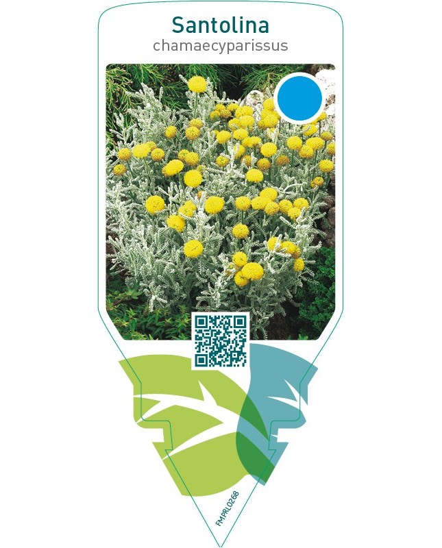 Santolina chamaecyparissus