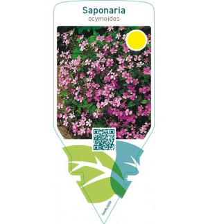 Saponaria ocymoides