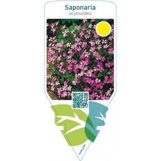 Saponaria ocymoides