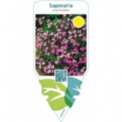 Saponaria ocymoides