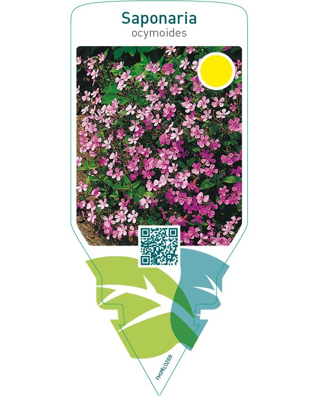 Saponaria ocymoides