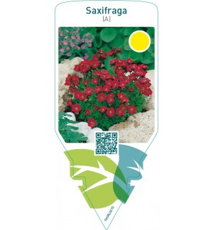 Saxifraga (A)  red