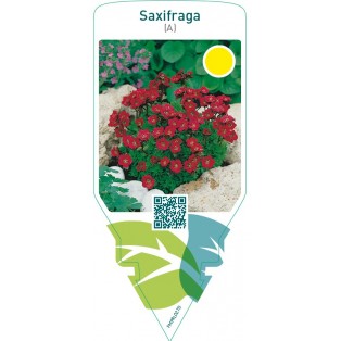 Saxifraga (A)  red