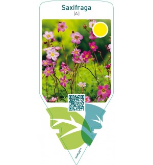 Saxifraga (A)  pink