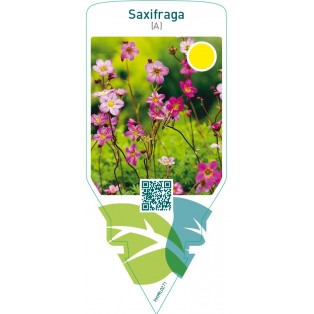 Saxifraga (A)  pink