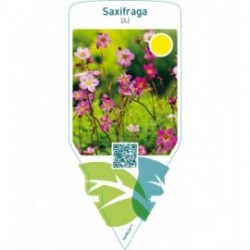 Saxifraga (A)  pink