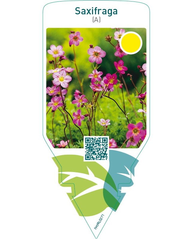 Saxifraga (A)  pink