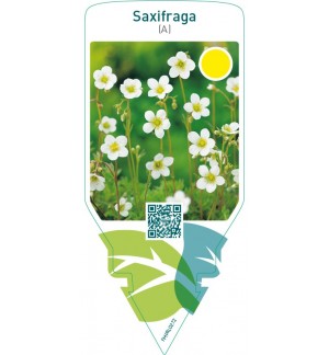 Saxifraga (A)  white