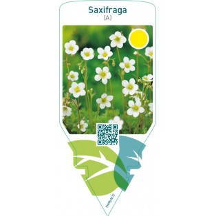 Saxifraga (A)  white