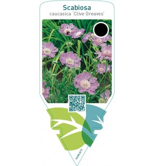Scabiosa caucasica ‘Clive Greaves’