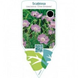 Scabiosa caucasica ‘Clive Greaves’
