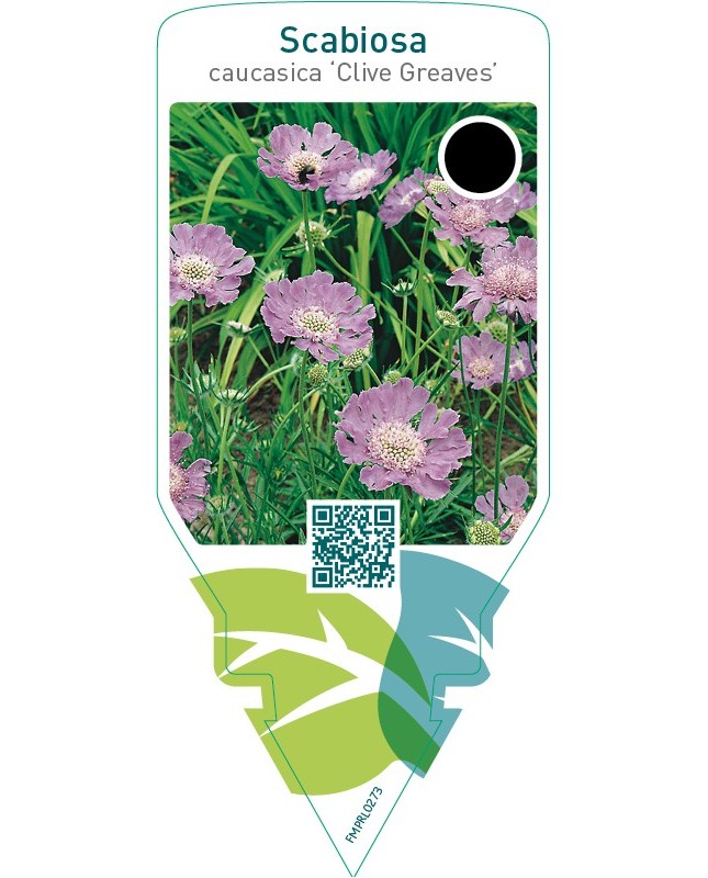 Scabiosa caucasica ‘Clive Greaves’