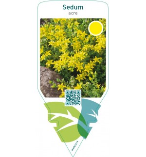 Sedum acre